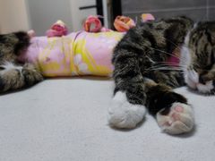 -美联众合宠物医院·爱萌分院·内外科·猫科中心