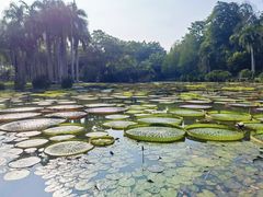 -中国科学院西双版纳热带植物园