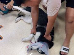 -美联众合动物医院·伴可分院·内科中心医院
