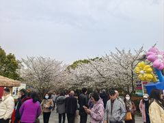 -高东镇樱花园