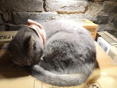 -猫色咖啡·猫咖
