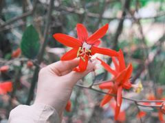 -昆明植物园