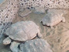 -上海大自然野生昆虫馆(东方明珠·爬宠昆虫探索中心)