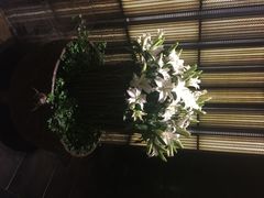璞丽酒店-上海璞麗酒店
