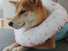 -美联众合动物医院·24h转诊中心