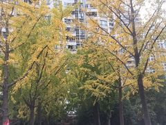 -新湖明珠城