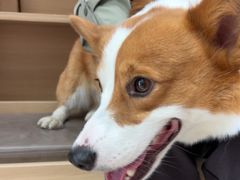 -宠福鑫康馨动物医院·骨科·眼科