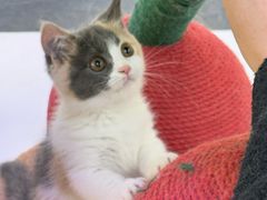 -小猫来了·猫舍(红山六九七九店)