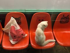 -猫咪博物馆(顶澳仔猫街店)