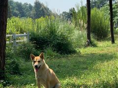 -铁山坪森林公园