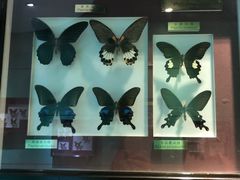 -上海昆虫博物馆