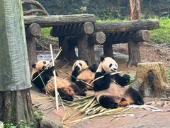 -都江堰中华大熊猫苑