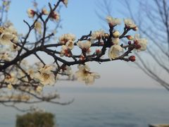 -阳澄湖半岛旅游度假区