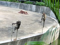 -广东茂名森林公园