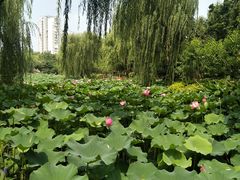 -圩墩遗址公园