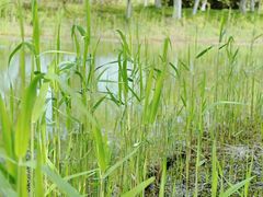 -梁鸿国家湿地公园