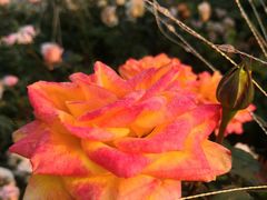 -深圳国际园林花卉博览园