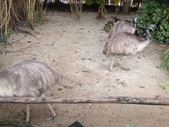 -广州长隆飞鸟乐园