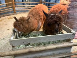 -Zoolung Zoolung动物主题公园(海信广场店)