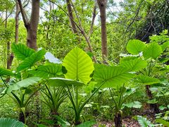 -华侨城湿地公园