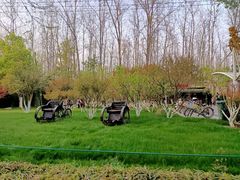 -合肥滨湖国家森林公园