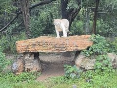 -上海野生动物园老虎餐厅