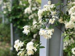 -曲阳花鸟市场(曲阳路店)