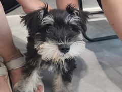 -伟伟宠物医院·CT影像中心·瑞派犬猫综合性门诊(汉口总院)