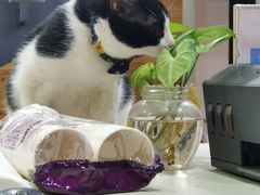 -瑞鹏宠物医院·爱宠堂·骨外专科(西荷分院)