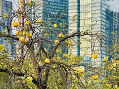 -城市阳台
