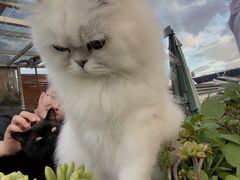 -喵屿·大理花园猫咖