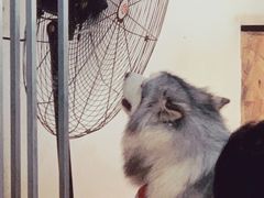 -Husky Go! 哈士奇体验馆·宠物咖啡厅狗咖