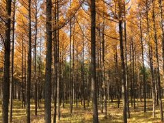 -塞罕坝国家级自然保护区