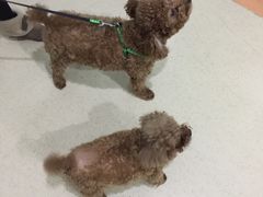 -北京观赏动物医院·24小时大型综合·猫专科·异宠专科
