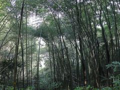 -西湖风景区十里琅珰-五云山
