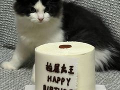 -芒果与甜纯动物奶油蛋糕&甜品台定制