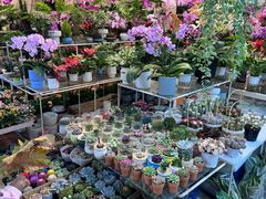 -双季花艺园艺市场(浦东店)