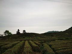 -龙坞茶村
