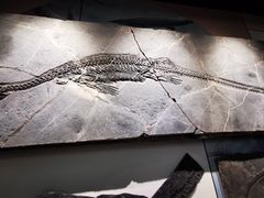 -贵州省地质博物馆