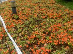 -南国桃园旅游度假区