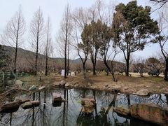-香雪海