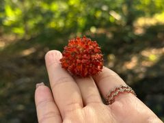 -阳台山自然风景区