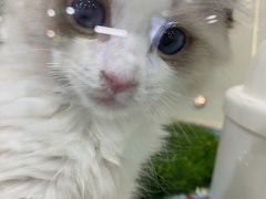 -糯米喵星人·撸猫猫舍咖啡馆(西市场嘉华店)