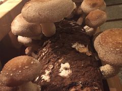 -大头椰·椰子鸡火锅(南宁万象城店)