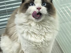 -纳吉亚猫专科动物诊疗中心(蒋宅口分院)