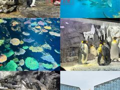 -大阪海游馆