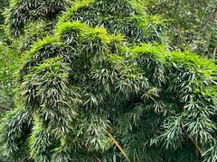 -成都杜甫草堂博物馆