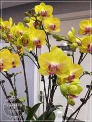 -北京炫美医疗美容
