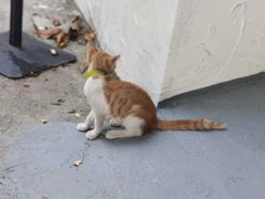 -Dreamsalad梦想轻厨(健康轻食·减脂沙拉·意面·祖庙店)