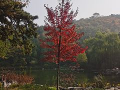 -香山公园